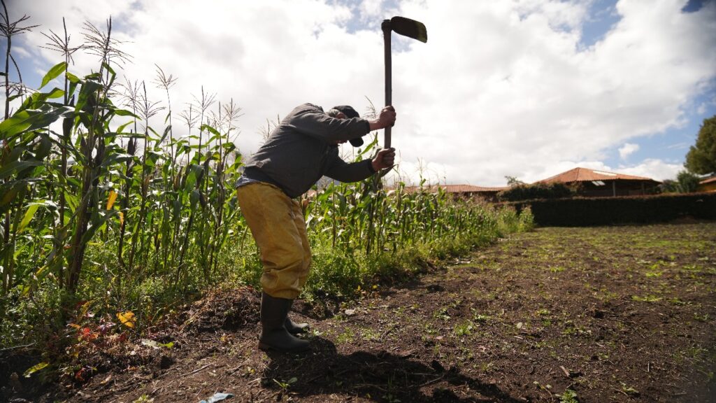 Familias campesinas de Tolima y otros departamentos recibirán mas de 40 mil hectáreas de tierra fértil