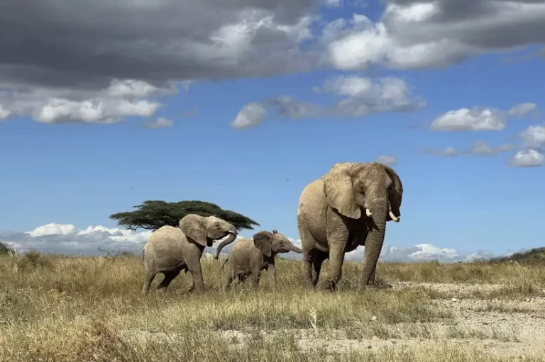 Estudio demuestra que elefantes africanos se llaman y responden a nombres individuales