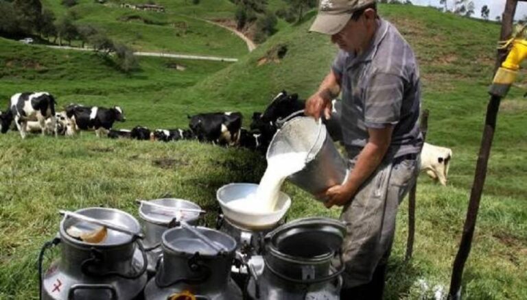 campo-vacas-tachos-tamberos