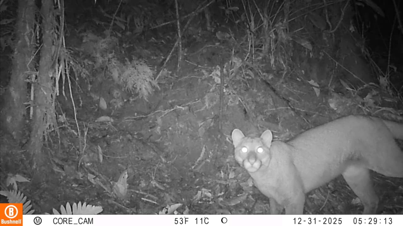 Por primera vez se registra la presencia de un puma en el sur del Tolima