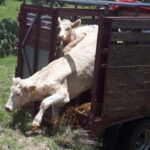 robo-ganados-abigeato-diariojuridioc